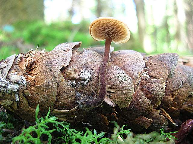 La Flora fungina negli aspetti microclimatici subtropicali